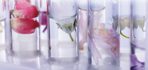 The Scent of Beauty